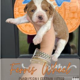 Boy 4 - Apricot male Goldendoodle puppy in Nacogdoches, Texas from Designer Doodles