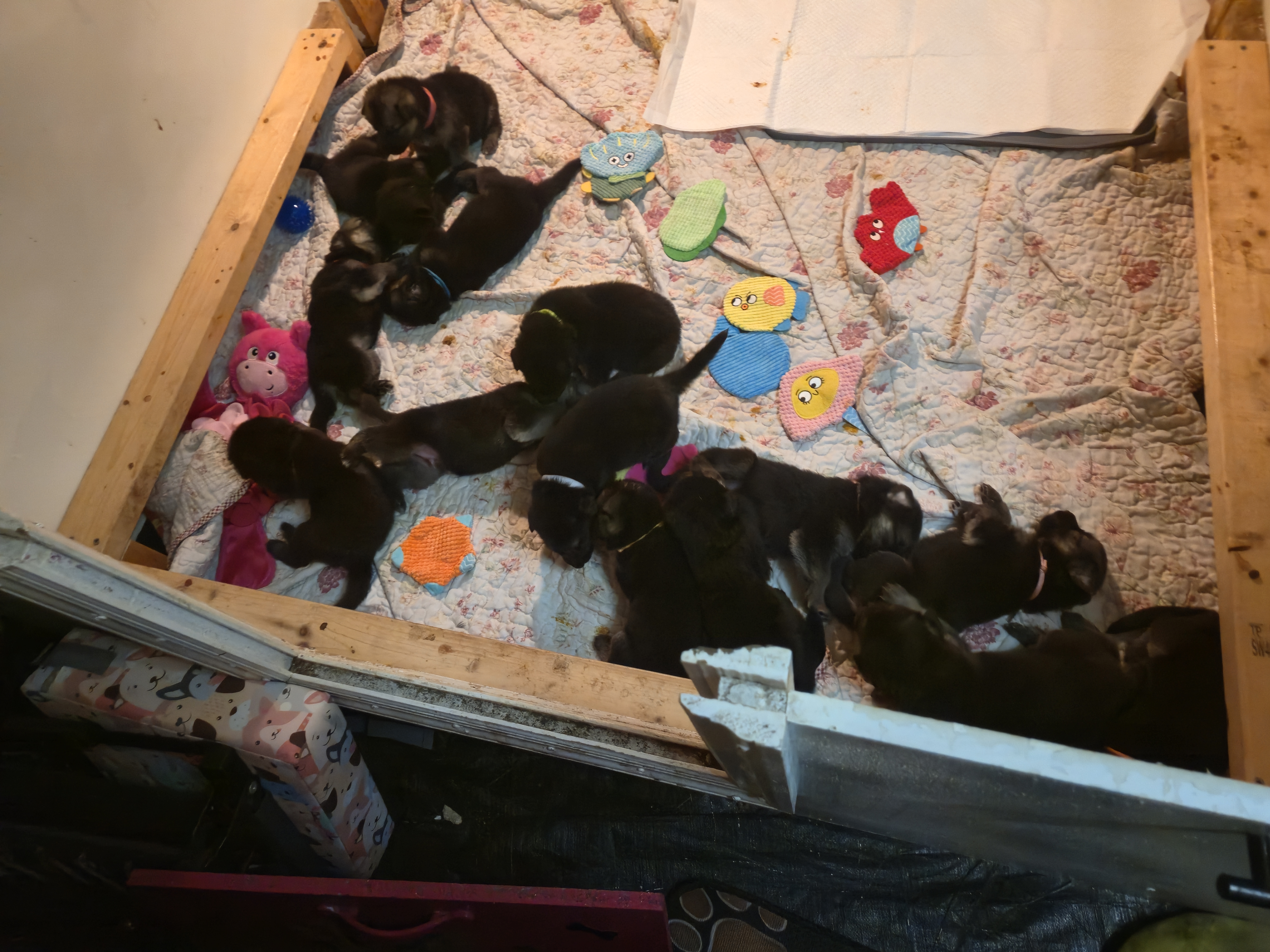 Shiloh Shepherd Puppies from Heritage Shilohs