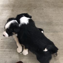 Border Collie Puppies from Burke BC’s