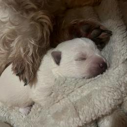 Andor - White male West Highland White Terrier puppy in New Orleans, Louisiana from Amazing Grace Westies