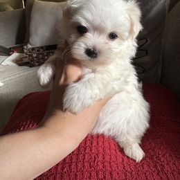 Rudolph - White male Maltese puppy in Dallas, Texas from Lizeth's Pups