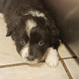 Yellow - Black & white female Miniature Australian Shepherd puppy in Middleburg, Florida from Dog Father Kennels