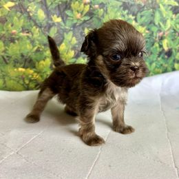 Chocolate mousse.  Small male - Chocolate and tan male Shih Tzu puppy in Lebanon, Missouri from Anna's Babies in the Midwest