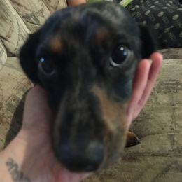 Companion Crosses and Dachshunds from Fulton Family Puppies