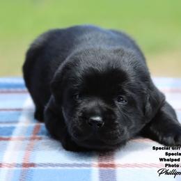 Special Girl 4 - Yellow Collar - Black female Labrador Retriever puppy in Point, Texas from Lakylu Kennels