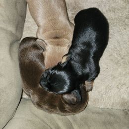 Midnight - Black and tan Dachshund puppy in Manchester, New Hampshire from 603 Dachshunds
