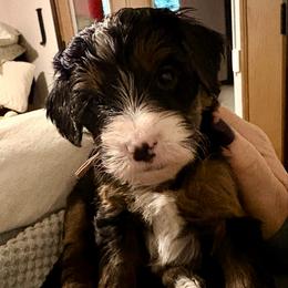 Violet collar girl - Tri-color female Bernedoodle puppy in Lake, Michigan from 3 King Doodles & Poodles