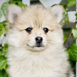 Cassian $2,500 - Merle Pomsky puppy in Greenville, South Carolina from Thicketty Mountain Pomskies