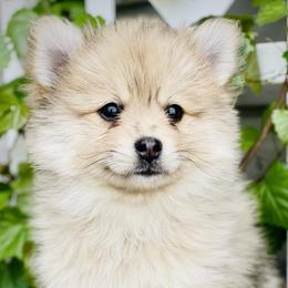 Cassian $2,500 - Merle Pomsky puppy in Greenville, South Carolina from Thicketty Mountain Pomskies