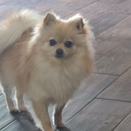 Pomeranian Puppies from Merri's Pom's