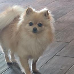 Pomeranian Puppies from Merri's Pom's