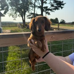 Victor - Red male Dachshund puppy in Mountain Home, Arkansas from Furry Friends Kennel