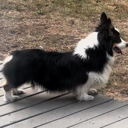 Gemmy - Pembroke Welsh Corgi