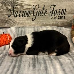 Girl 2 - Black and white female Border Collie puppy in Moody, Texas from Narrow Gate Farm