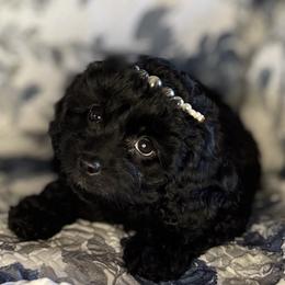 Black Female - female Cavapoochon puppy in Waldron, Arkansas from Kay’s Cutie Poos