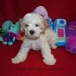 King Hubert - Buff and white male Cockapoo puppy in Hopkins, South Carolina from Sugar and Spice Cockapoos