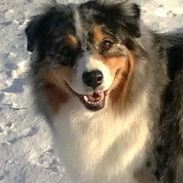 Australian Shepherds from Del Rae