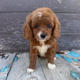 Greg - Red male Cavapoo puppy in Spanish Fork, Utah from Sugar Doodles Pups