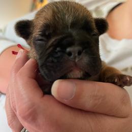 Red Collar - Sweet Bailee - Fawn and white female French Bulldog puppy in Spanaway, Washington from Beloved Frenchies