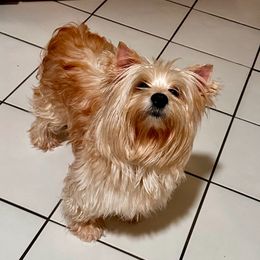 Nicole - Yorkshire Terrier