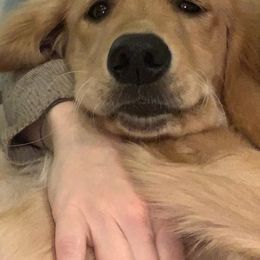 Golden Retriever and Goldendoodle Puppies from Guppy Puppies