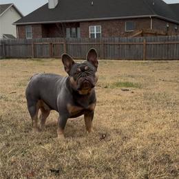 Jessie - French Bulldog
