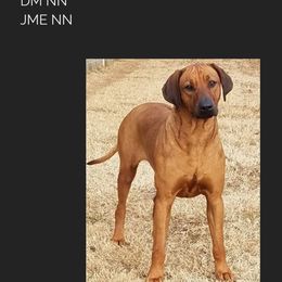 Kamaya - Rhodesian Ridgeback