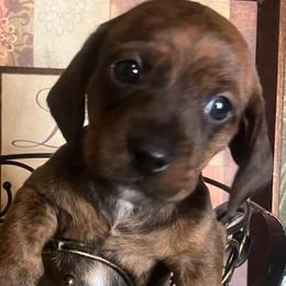Scout - Brindle male Dachshund puppy in Sharon Springs, New York from Show Us The Way Homestead