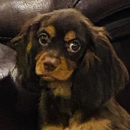 Dash and brothers - Chocolate male Cavalier King Charles Spaniel puppy in Salt Lake City, Utah from Cavaliers Love