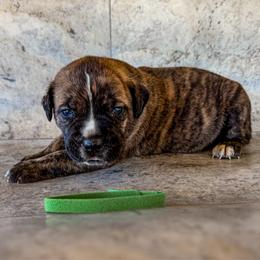 Green Collar - Black brindle male Cane Corso puppy in Catawba, North Carolina from Catawba Cane Corso