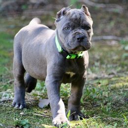 Lime Green - Gray female Cane Corso puppy in Lusby, Maryland from Coastal View Kennels
