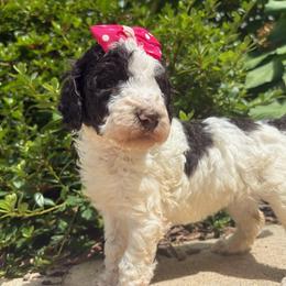 Cleopatra - Parti female Labradoodle puppy in Camden, North Carolina from Oopsie Doodles of NC