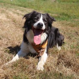 Wesley - Border Collie