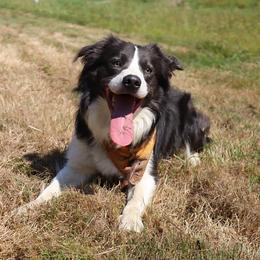 Wesley - Border Collie