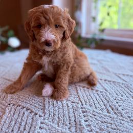 Simon - Parti male Goldendoodle puppy in Barstow, California from Golden Desert Doodles