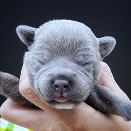 Gourd - Blue male Staffordshire Bull Terrier puppy in Dallas, Texas from Wild Blue Staffords