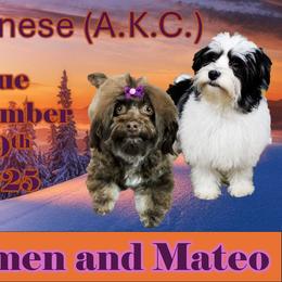 Havanese puppies from Kim's Cove Dog Co.