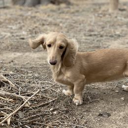Monster - Dachshund