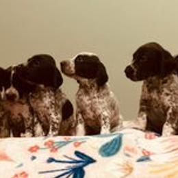 German Shorthaired Pointers from Concordia