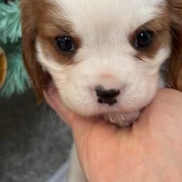Shepard - Blenheim male Cavalier King Charles Spaniel puppy in Maryland from Trina’s Little Lap Dogs