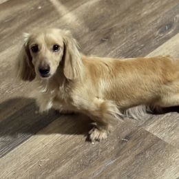 Darla - Dachshund