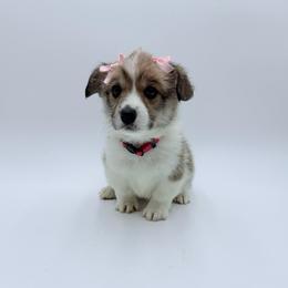 Eve - Fawn female Pembroke Welsh Corgi puppy in Vacaville, California from Hope_4thebay_Corgis