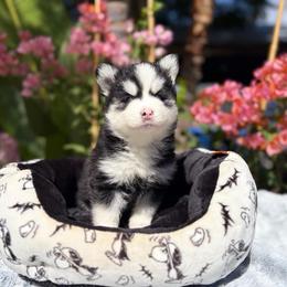 Eclipse - Black and white female Pomsky puppy in Homeland, California from Lara's Ranch Pomskies
