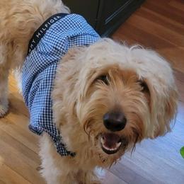 Stella - Goldendoodle