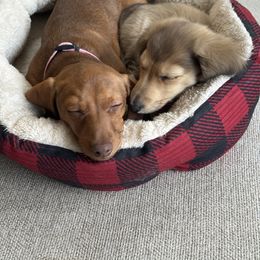 Dachshund Puppies from Spunky Sausage Pups