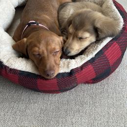 Dachshund Puppies from Spunky Sausage Pups