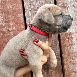 Formentino 1- Red Collar - Gray and fawn male Cane Corso puppy in Compton, California from Urban League Cane Corso