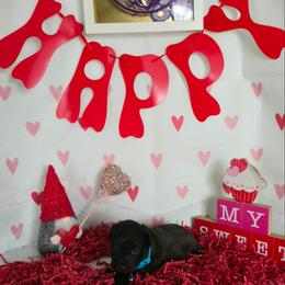 Howard - Liver male Miniature Schnauzer puppy in Hyattsville, Maryland from Amaya Lara Schnauzers