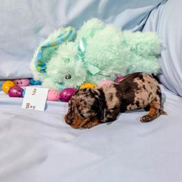 Booth - Dapple male Dachshund puppy in Jerusalem, Ohio from Twin Hickory Ranch