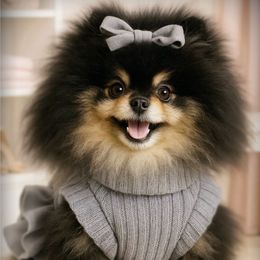 Chicory - Pomeranian